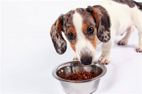Best food for wiener dogs. Things To Know About Best food for wiener dogs. 